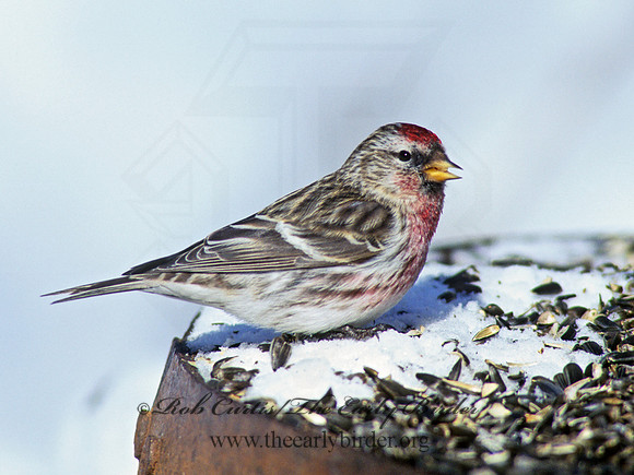 Acanthis flammea  COMMON REDPOLL 142234
