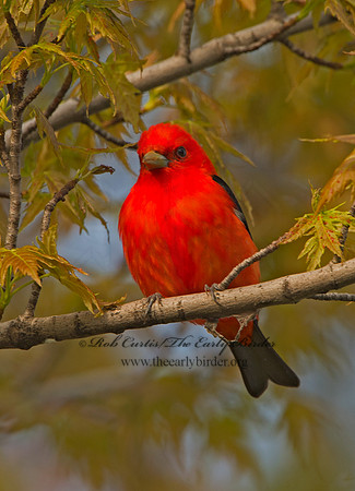 Piranga olivacea  SCARLET TANAGER 9029283