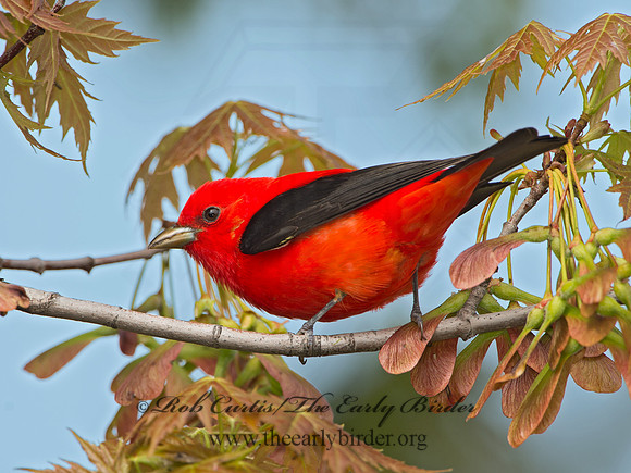 Piranga olivacea  SCARLET TANAGER 9029199