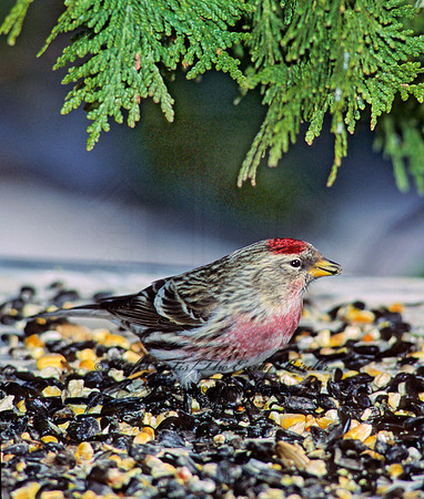 Acanthis flammea  COMMON REDPOLL 140521
