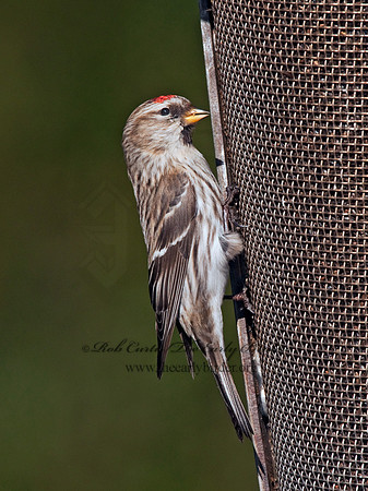 Acanthis flammea  COMMON REDPOLL 3012390
