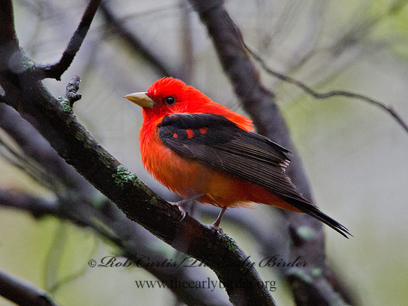Piranga olivacea  SCARLET TANAGER 9029437