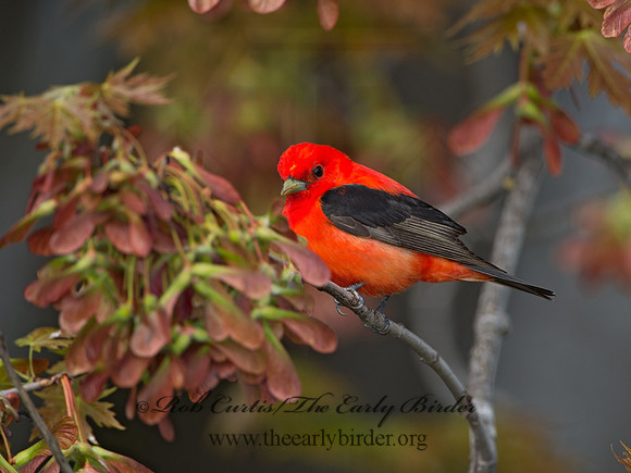 Piranga olivacea  SCARLET TANAGER 9029245