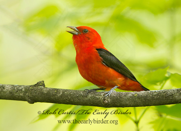 Piranga olivacea  SCARLET TANAGER 9037615