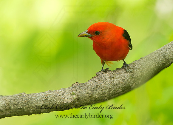 Piranga olivacea  SCARLET TANAGER 9037617