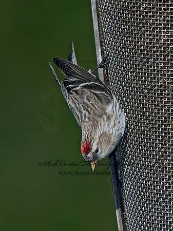 Acanthis flammea  COMMON REDPOLL 3012395