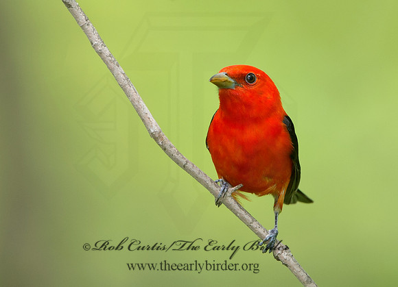 Piranga olivacea  SCARLET TANAGER 9037619