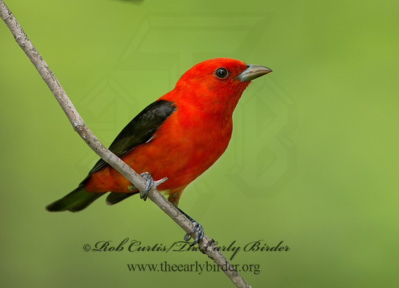 Piranga olivacea  SCARLET TANAGER 9037620