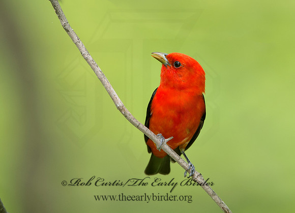 Piranga olivacea  SCARLET TANAGER 9037621