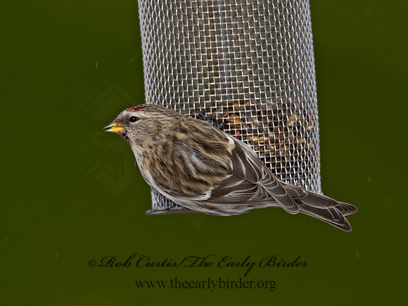 Acanthis flammea  COMMON REDPOLL 6029914