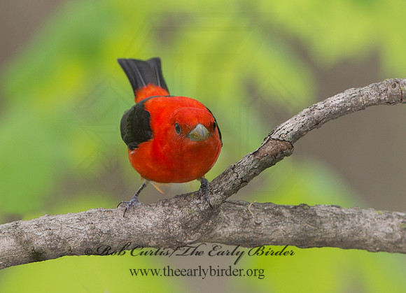 Piranga olivacea  SCARLET TANAGER 9037626