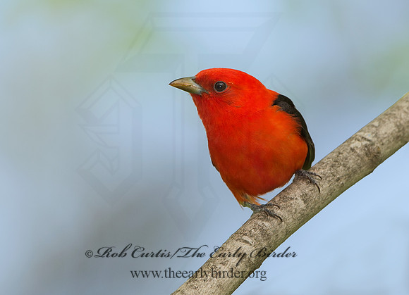 Piranga olivacea  SCARLET TANAGER 9037629