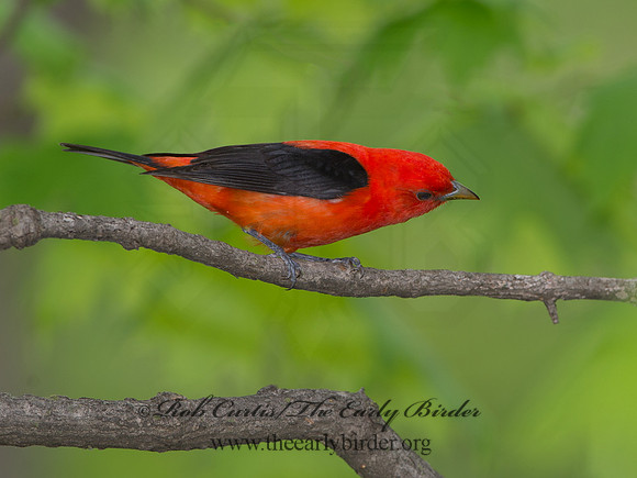 Piranga olivacea  SCARLET TANAGER 9037628