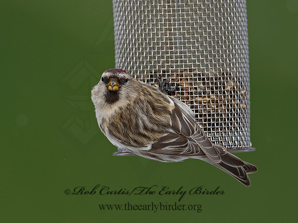 Acanthis flammea  COMMON REDPOLL 6029916