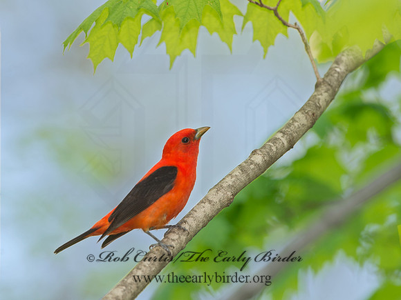 Piranga olivacea  SCARLET TANAGER 9037631