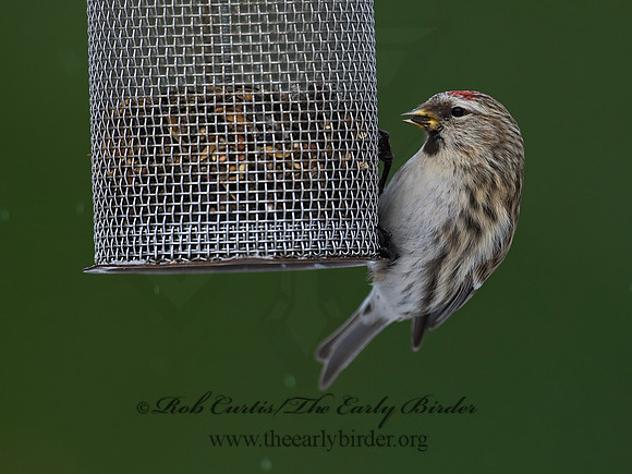 Acanthis flammea  COMMON REDPOLL 6029919