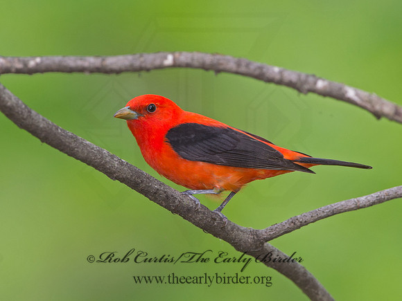 Piranga olivacea  SCARLET TANAGER 9037632