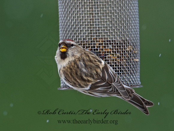 Acanthis flammea  COMMON REDPOLL 6029933
