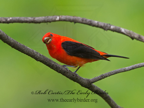 Piranga olivacea  SCARLET TANAGER 9037634