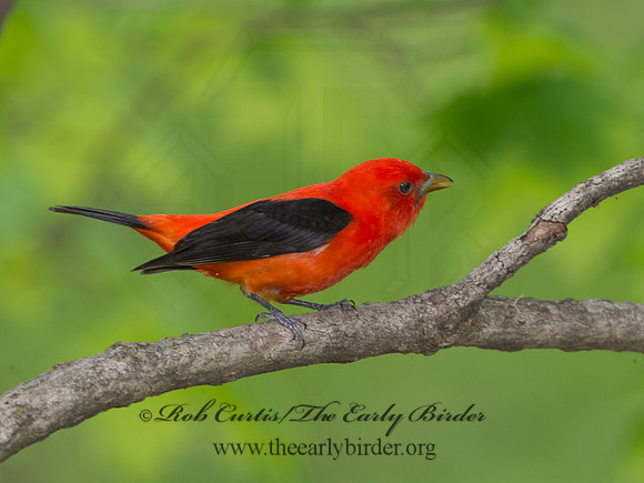 Piranga olivacea  SCARLET TANAGER 9037637