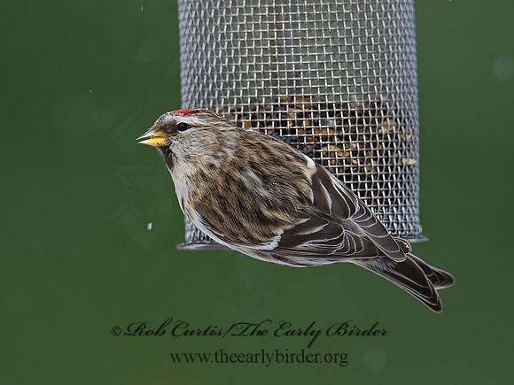 Acanthis flammea  COMMON REDPOLL 6029935