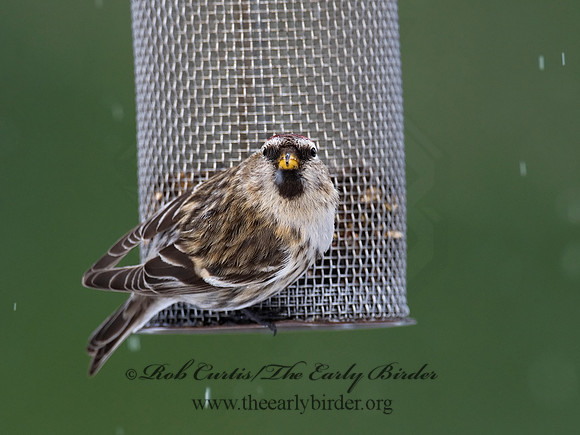 Acanthis flammea  COMMON REDPOLL 6029937