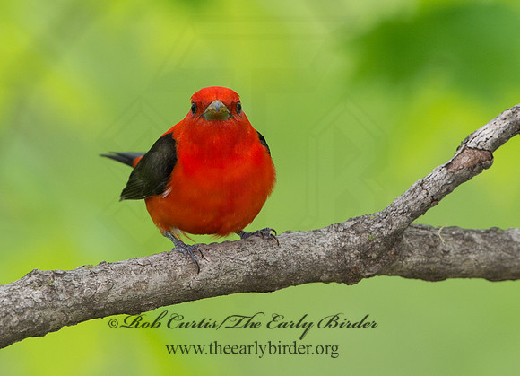 Piranga olivacea  SCARLET TANAGER 9037640