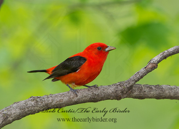 Piranga olivacea  SCARLET TANAGER 9037642