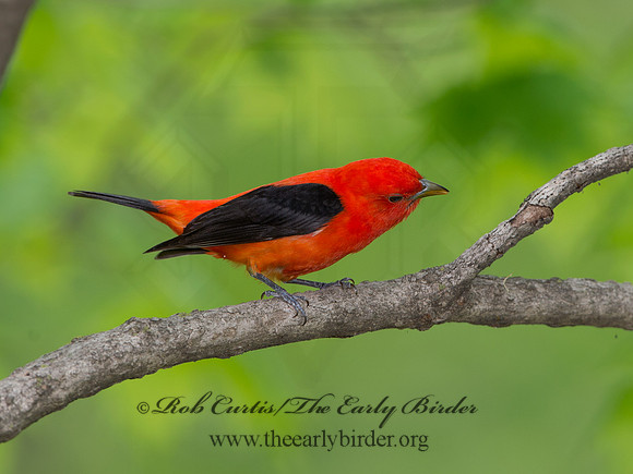 Piranga olivacea  SCARLET TANAGER 9037638