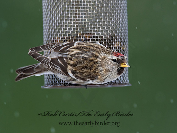 Acanthis flammea  COMMON REDPOLL 6029939