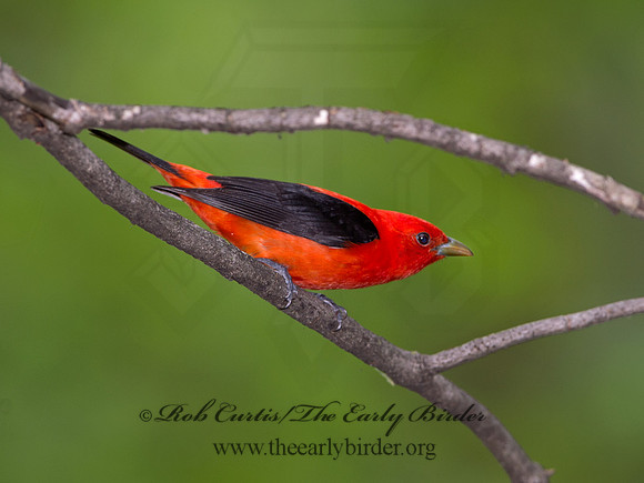 Piranga olivacea  SCARLET TANAGER 9037648