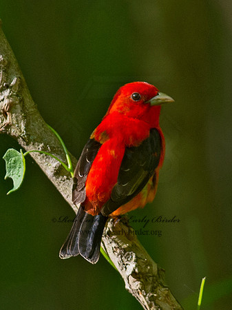 Piranga olivacea  SCARLET TANAGER 9066253