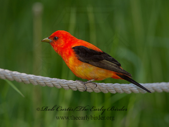 Piranga olivacea  SCARLET TANAGER 9046450