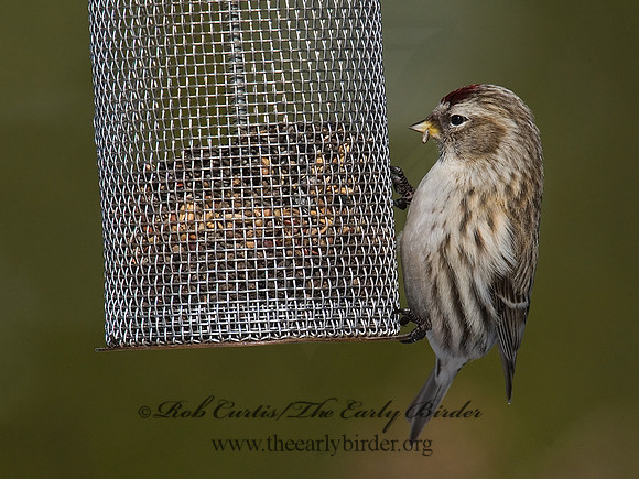 Acanthis flammea  COMMON REDPOLL 6029991