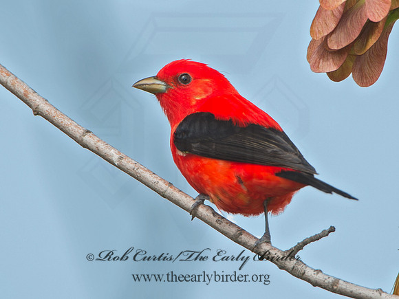 Piranga olivacea  SCARLET TANAGER 9029164