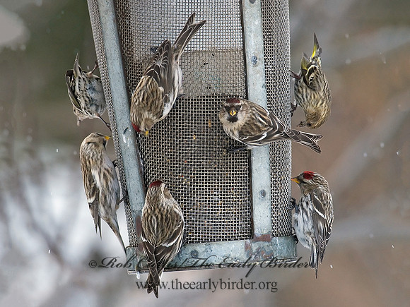 Acanthis flammea  COMMON REDPOLL 6029941