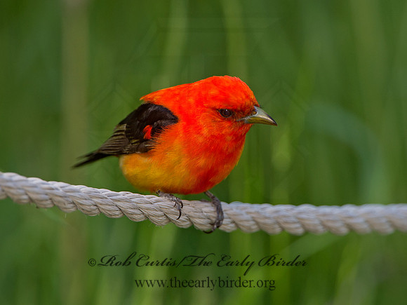 Piranga olivacea  SCARLET TANAGER 9046452
