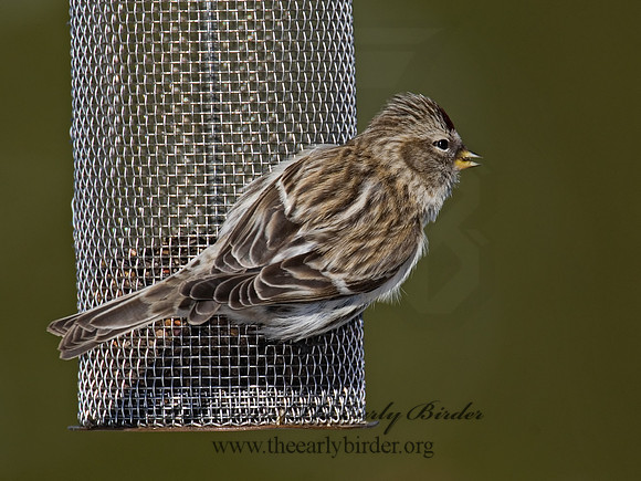 Acanthis flammea  COMMON REDPOLL 6029992