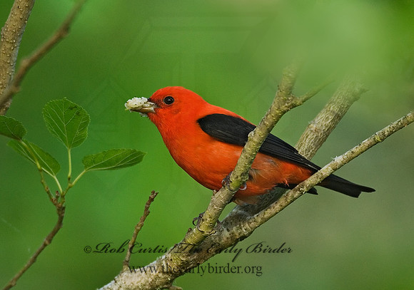 Piranga olivacea  SCARLET TANAGER 7002777