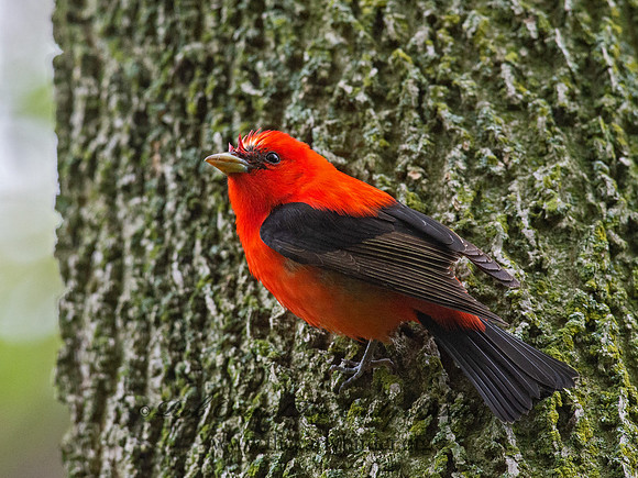 Piranga olivacea  SCARLET TANAGER 9063341