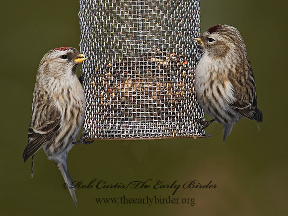 Acanthis flammea  COMMON REDPOLL 6029998