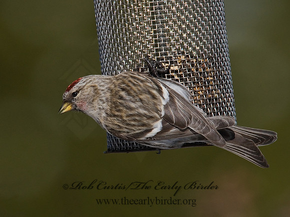 Acanthis flammea  COMMON REDPOLL 6030003