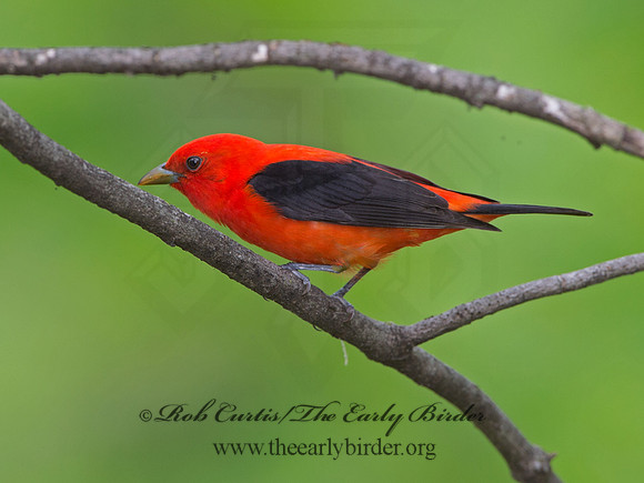 Piranga olivacea  SCARLET TANAGER 9037635