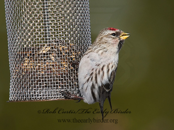 Acanthis flammea  COMMON REDPOLL 6030006