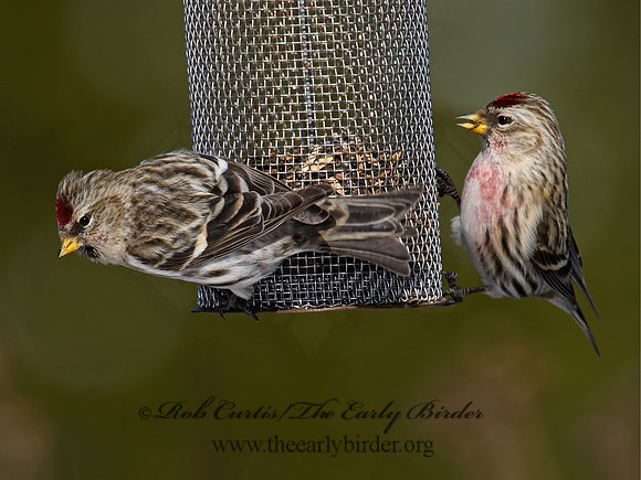 Acanthis flammea  COMMON REDPOLL 6030008