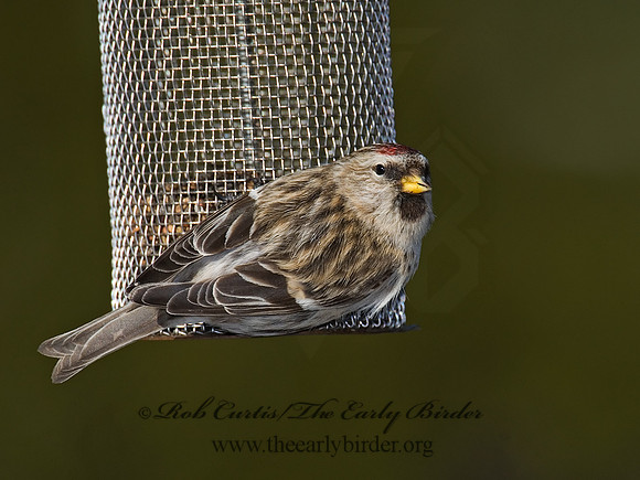 Acanthis flammea  COMMON REDPOLL 6030048