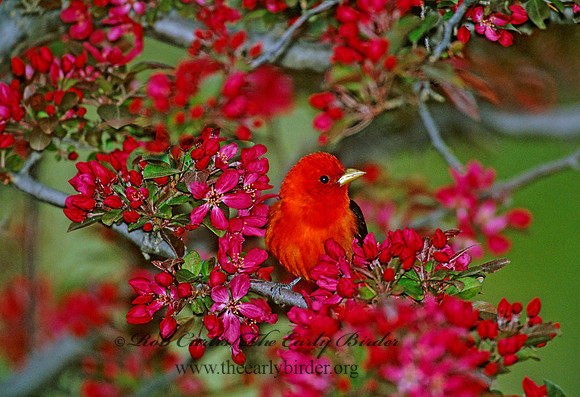 Piranga olivacea  SCARLET TANAGER 1271602