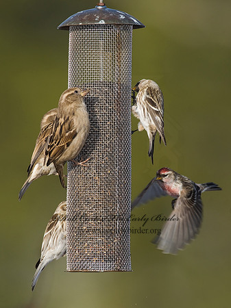 Acanthis flammea  COMMON REDPOLL 6030089