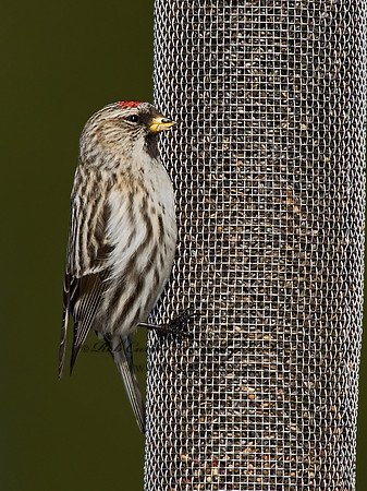 Acanthis flammea  COMMON REDPOLL 6030051