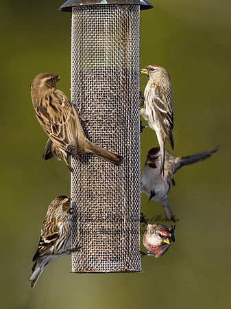 Acanthis flammea  COMMON REDPOLL 6030090